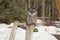 Rare great gray owl resting after hunting. Northern wild predator bird.