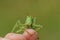 A rare Great Green Bush-cricket, Tettigonia viridissima, resting on a persons finger.