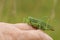 A rare Great Green Bush-cricket, Tettigonia viridissima, resting on a persons finger.
