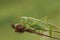 A rare Great Green Bush-cricket, Tettigonia viridissima, resting on a plant in a meadow.