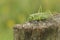 A rare Great Green Bush-cricket, Tettigonia viridissima, resting on a tree stump in a meadow.