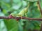 A rare green grasshopper sits on a blackberry branch with thorns