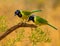 Rare Green Jays stand together on tree branch