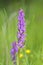 The rare Green-winged Orchid, Orchis morio