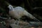 Rare Grey Peacock-Pheasant(Polyplectron bicalcaratum)