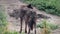 Rare grey wolf looking around, from behind, stabilized