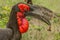 Rare ground hornbill kruger park south africa with scorpion