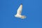 Rare (Gyrfalcon Falco rusticolus)