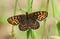 A rare Heath Fritillary Butterfly Melitaea athalia perching on a blade of grass in woodland.