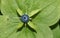 A rare Herb-paris or true lover`s knot Paris quadrifolia plant.