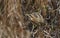 A rare hunting Bittern, Botaurus stellaris, searching for food in a reedbed at the edge of a lake in he pouring rain in winter.