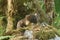 A rare hunting Pine Marten Martes martes looking over a rock covered in moss in the Highlands of Scotland.