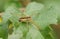 A rare hunting Raft Spider, Dolomedes fimbriatus, perching on a leaf at the edge of marshland in the UK.