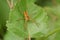 A rare hunting Raft Spider, Dolomedes fimbriatus, perching on a leaf of a small tree.