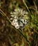 Rare Iberian marbled white butterfly - Melanargia lachesis. Oeiras, Portugal.