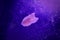 Rare image of Ghost flatworm - Maricola Planarian triclad flatworms in reef aquarium glass