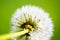 Rare insect on dandelion, spring, English garden