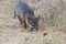 Rare Island Fox in Channel Islands National Park