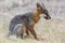 Rare Island Fox in Channel Islands National Park