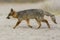 Rare Island Fox in Channel Islands National Park