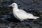 Rare Ivory Gull (Pagophila eburnea)