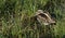A rare Jack Snipe (Lymnocryptes minimus) resting in the marshland.