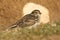 A rare Lapland Bunting, Calcarius lapponicus, feeding on seeds in the grass on a cliff. It is a passage migrant to the UK.