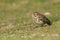 A rare Lapland Bunting, Calcarius lapponicus, feeding on seeds in the grass on the edge of a cliff. It is a passage migrant to the