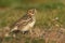 A rare Lapland Bunting, Calcarius lapponicus, feeding on seeds in the grass on the edge of a cliff in the UK. It is a passage migr