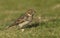 A rare Lapland Bunting, Calcarius lapponicus, feeding on seeds on the grass. It is a passage migrant to the UK.