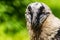 Rare large bird, the Bearded vulture listed in the red book of Russia. An individual from the order Falconiformes