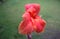 Rare large sized petals of Canna Indica Red flower. This plant also known as Canna paniculata, belonging to the family Cannaceae.