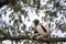 Rare lemur Crowned Sifaka, Propithecus Coquerel, feeds on tree leaves, Ankarafantsika Reserve, Madagascar