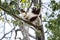 Rare lemur Crowned Sifaka, Propithecus Coquerel, a female with a cub sits on a tree, Ankarafantsika Reserve, Madagascar