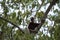 Rare lemur Crowned Sifaka, Propithecus Coquerel, watching from a tree nearby, Ankarafantsika Reserve, Madagascar