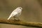 A rare Leucistic Robin Erithacus rubecula perched on a branch in a tree.