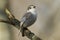 A rare Leucistic Robin Erithacus rubecula perched on a branch in a tree.