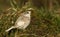 A rare Leucistic Robin Erithacus rubecula perched on the grass searching for insects to eat.