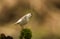 A rare Leucistic Robin Erithacus rubecula perched on a mossy wooden stump in the shade of the woods.