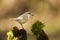 A rare Leucistic Robin Erithacus rubecula perched on a mossy wooden stump in the shade of the woods.