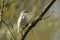 A rare Leucistic Robin Erithacus rubecula perched and singing on a branch in a tree.