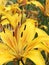 Rare `Lily` yellow, seven-petalled