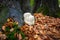 Rare Lion`s mane mushroom in a Dutch forest