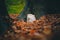 Rare Lion`s mane mushroom in a Dutch forest