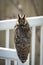 Rare Long-Eared Owl Perched In Broad Daylight