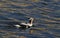 A rare Long-tailed duck, Clangula hyemalis male in breeding plumage, in the sea in Scotland.