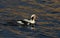 A rare Long-tailed duck, Clangula hyemalis male in breeding plumage, in the sea in Scotland.