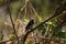 Rare Long Tailed Shrike Bird