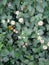 A rare lovely snapshot of lantana shrubs with green leaves, white and yellow flowers