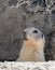 Rare luck - a cautious groundhog peeps from a mink, Baikonur, Kazakhstan